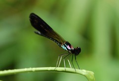 Heliocypha biseriata
