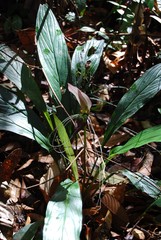 Tacca integrifolia