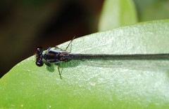 Pseudagrion perfuscatum