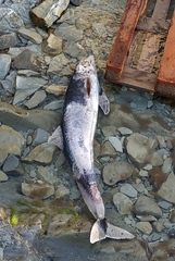 Phocoena phocoena relicta