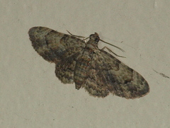 Gymnoscelis aenictopa