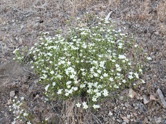 Eremogone macradenia