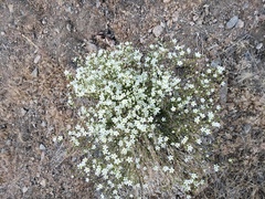 Eremogone macradenia