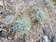 Chaenactis santolinoides