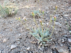 Chaenactis santolinoides