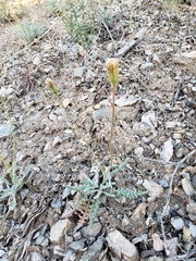 Chaenactis santolinoides