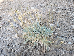 Chaenactis santolinoides