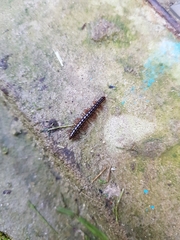 Strongylosoma