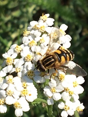 Helophilus neoaffinis