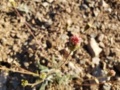 Chaenactis santolinoides