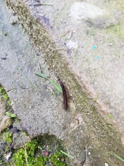Strongylosoma