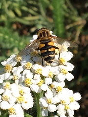 Helophilus neoaffinis