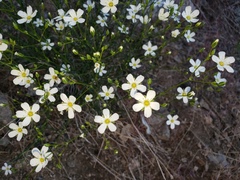 Eremogone macradenia