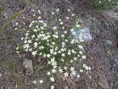 Eremogone macradenia