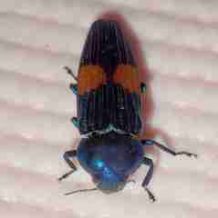 Strigoptera bimaculata