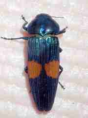 Strigoptera bimaculata