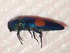Strigoptera bimaculata