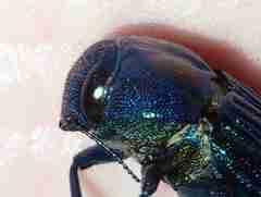 Strigoptera bimaculata