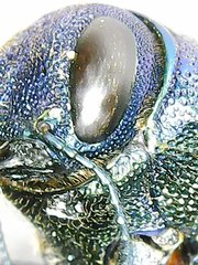 Strigoptera bimaculata