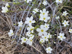 Eremogone macradenia