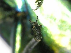 Strigoptera bimaculata