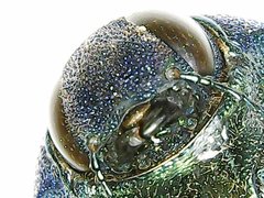 Strigoptera bimaculata
