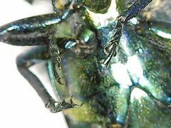 Strigoptera bimaculata