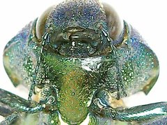 Strigoptera bimaculata