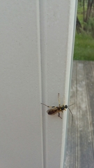 Amblyteles armatorius