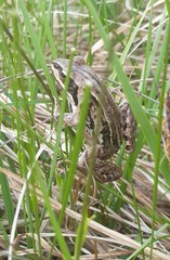Rana amurensis