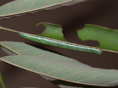 Pseudosphetta moorei