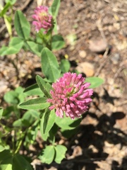 Trifolium pratense