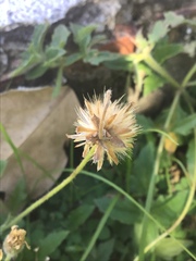 Tridax procumbens