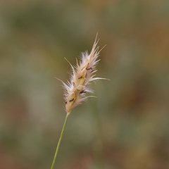 Paraneurachne muelleri