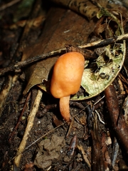Macrocystidia reducta