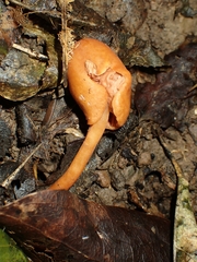 Macrocystidia reducta