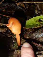 Macrocystidia reducta