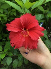 Hibiscus rosa-sinensis