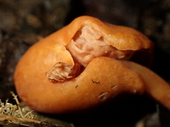 Macrocystidia reducta