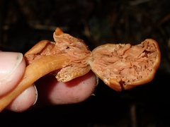 Macrocystidia reducta
