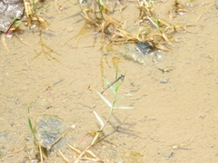 Agriocnemis splendidissima