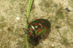 Rhyssocephala