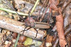 Aegolipton marginale