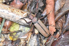 Aegolipton marginale