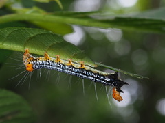 Exsula dentatrix albomaculata