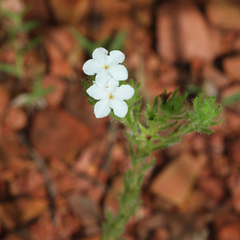 Heliotropium ventricosum