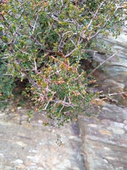 Pseudanthus orbicularis