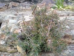 Pseudanthus orbicularis