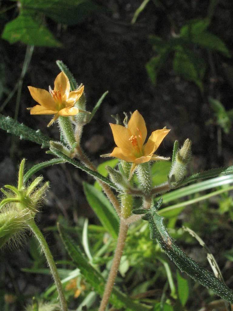 Mentzelia asperula