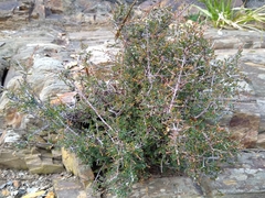 Pseudanthus orbicularis